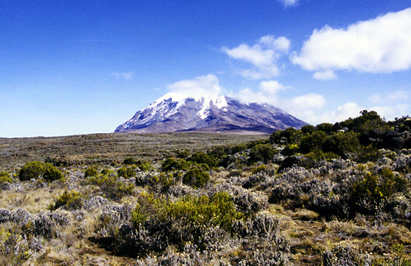 キリマンジャロの世界